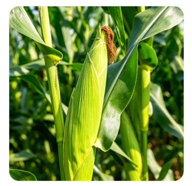 Yiman Agriculture Meluaskan Rantaian Bekalan Global untuk Komoditi Pertanian Premium