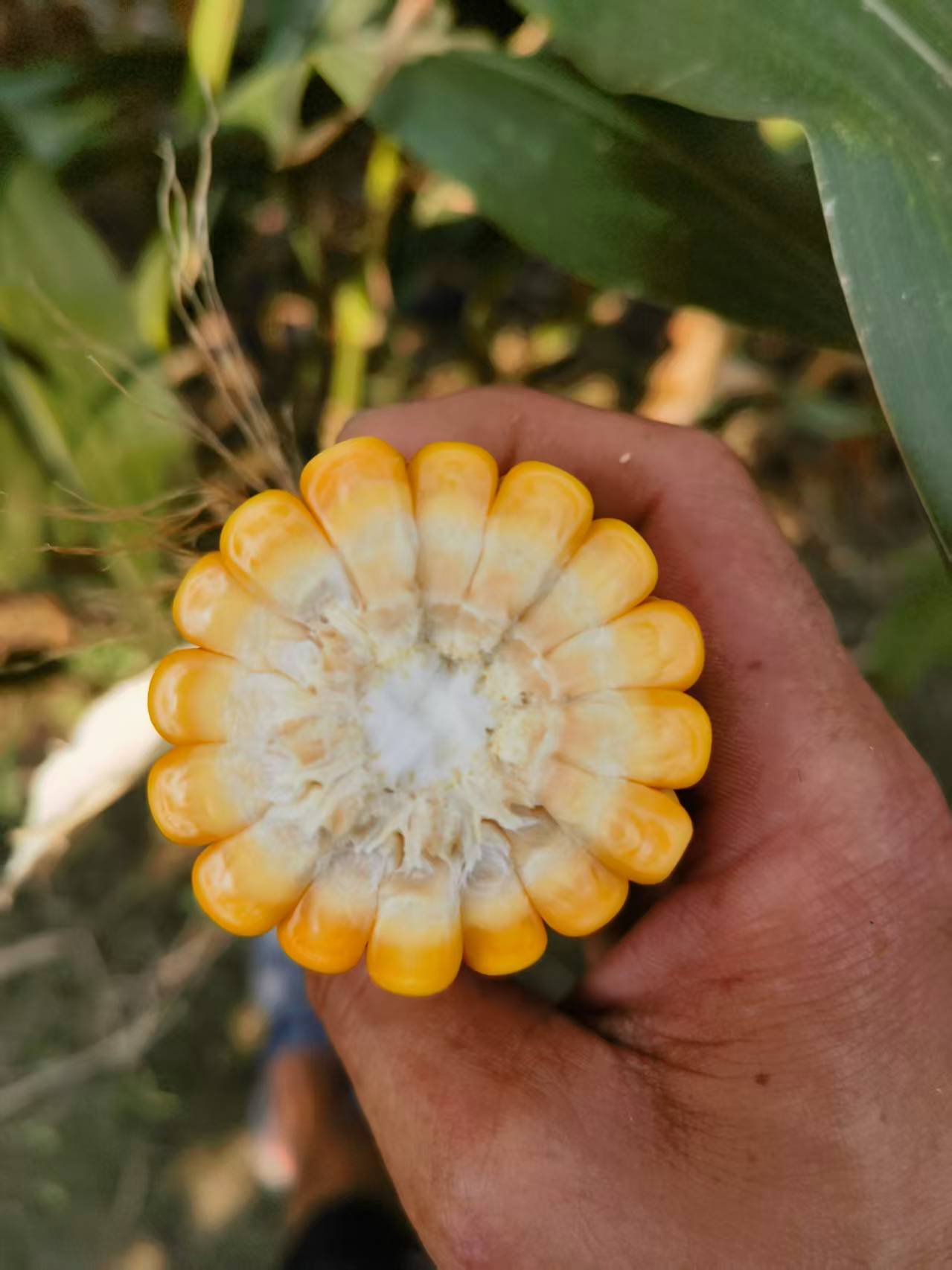Mengapa Ladang Ruminan Kecil Perlu Memilih Silaj Jagung Istimewa Biri-biri & Kambing?