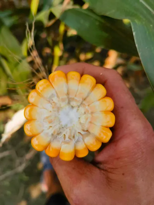 Dengan kejadian cuaca kelembapan tinggi yang kerap berlaku di seluruh dunia, bagaimanakah silaj jagung segar berkualiti tinggi boleh dihasilkan untuk keadaan kelembapan tinggi menggunakan proses saintifik? Dengan kejadian cuaca kelembapan tinggi yang kerap berlaku di seluruh dunia, bagaimanakah silaj jagung segar berkualiti tinggi boleh dihasilkan untuk keadaan kelembapan tinggi menggunakan proses saintifik?