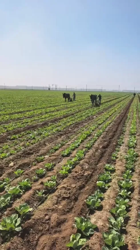 Dengan cabaran yang kerap berlaku dalam penyimpanan dan pengangkutan keluaran segar global, bagaimanakah kita boleh mengekalkan kualiti kubis bulat segar dari hujung ke hujung daripada Yiman Agricultural? Dengan cabaran yang kerap berlaku dalam penyimpanan dan pengangkutan keluaran segar global, bagaimanakah kita boleh mengekalkan kualiti kubis bulat segar dari hujung ke hujung daripada Yiman Agricultural?