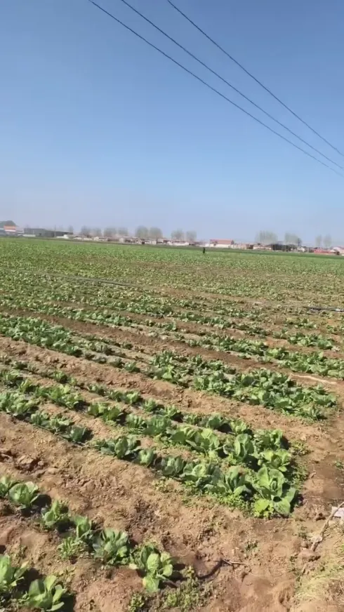 Apakah kekuatan teras yang menjadikan Yiman Agriculture pembekal ideal anda untuk projek import pukal kubis jeruk?