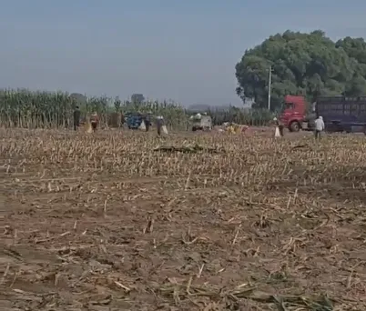 Bagaimana untuk Meningkatkan Kecekapan Pembiakan Ternakan dengan Silaj Jagung Seluruh Tumbuhan Berkualiti Tinggi?