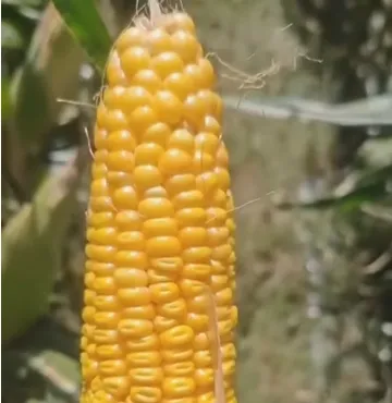 Mengapa Ladang Ternakan Moden Lebih Memilih Silaj Jagung Tumbuhan Seluruh