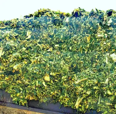 Bagaimanakah Makanan Campuran Silaj Jagung Gred Tinggi Meningkatkan Margin Keuntungan Penternakan?