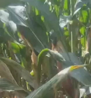 Bagaimanakah Makanan Silaj Campuran Tenaga Tinggi China Boleh Mengurangkan Kos Penternakan dan Meningkatkan Pertumbuhan Ternakan?