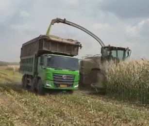 Bagaimana Mengoptimumkan Idea Silaj Jagung untuk Meningkatkan Kualiti Makanan Ternakan dan Keuntungan Ladang?