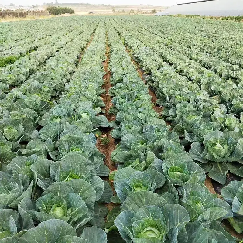 Kubis Bulat Farm Fresh