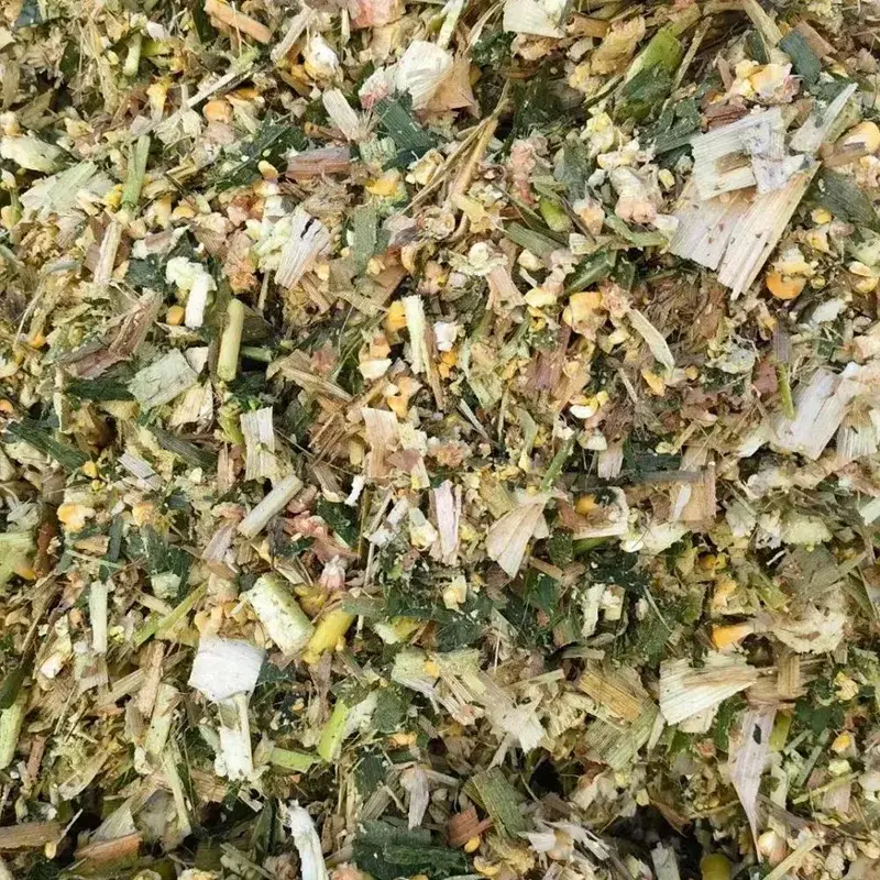 Silaj Jagung Lembu Susu Laktasi