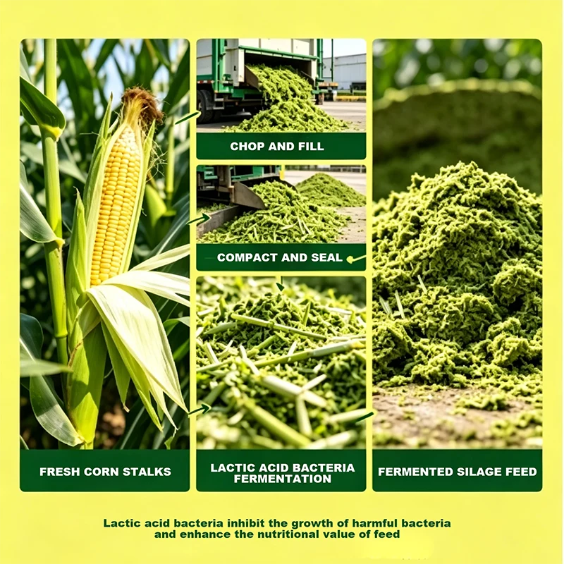 Silaj Jagung Difermentasi Asid Laktik