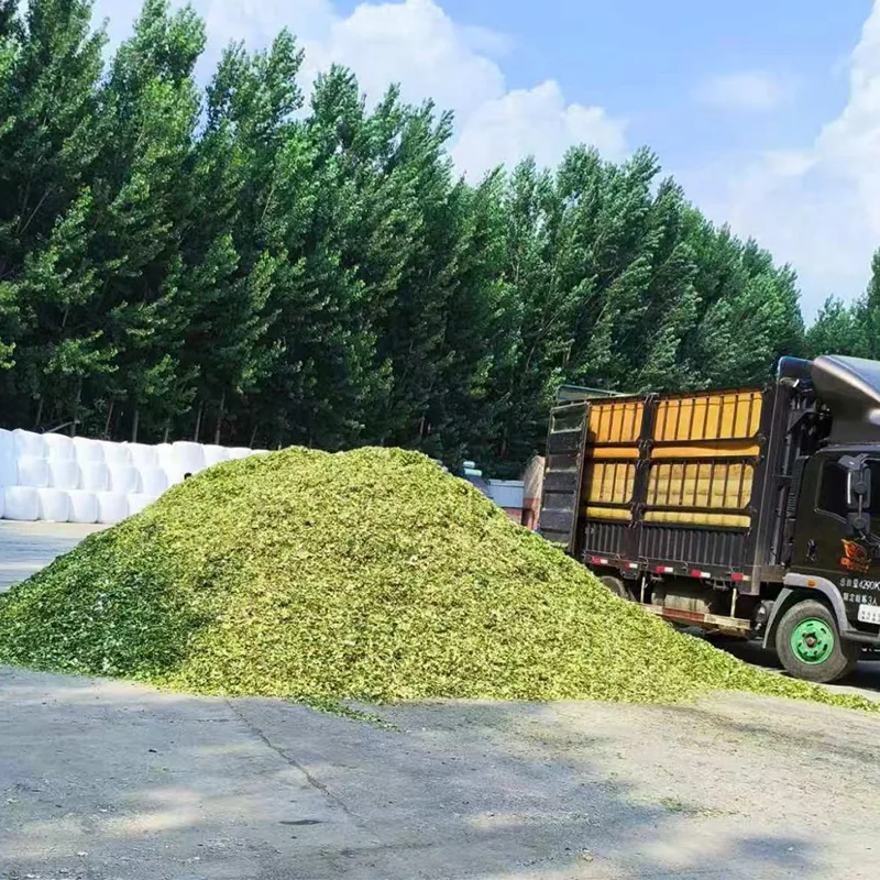 Silaj Jagung Istimewa Biri-biri dan Kambing