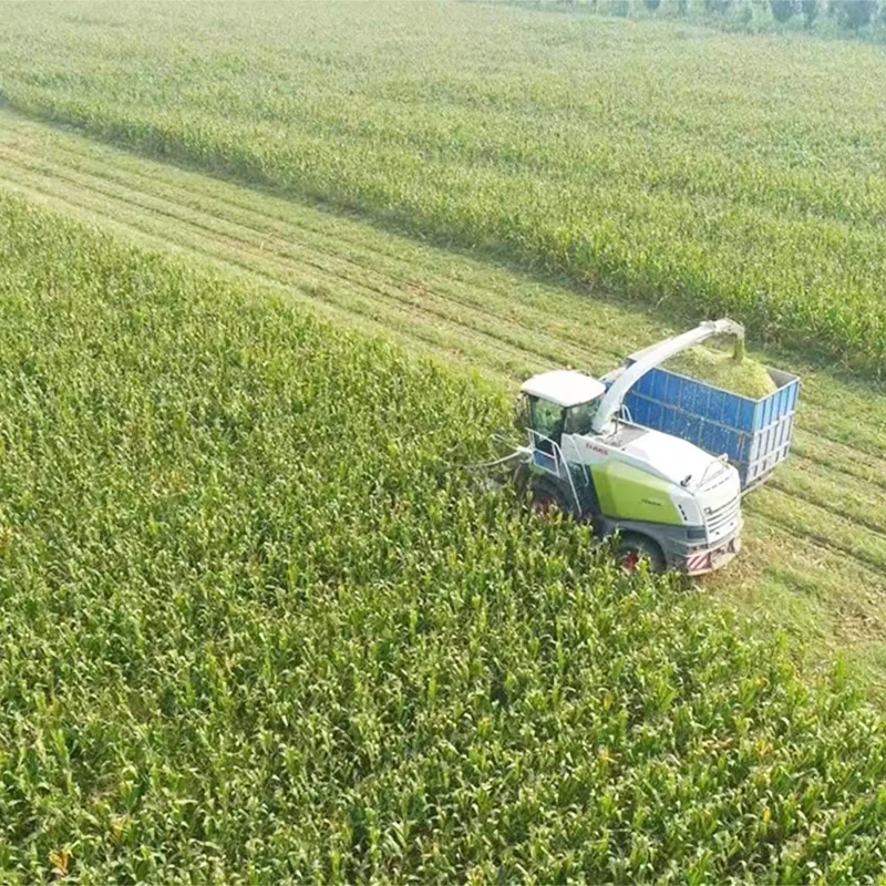 Silaj Jagung Penuaian Musim Panas